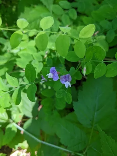 Torrey's Pea
