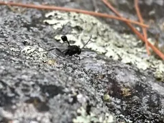 Evaniella semaeoda thumbnail 3