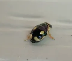 Undulate Sigil Lady Beetle thumbnail 2