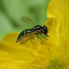 Symmetric Globetail thumbnail 1