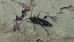 Elm Bark Borer thumbnail 2