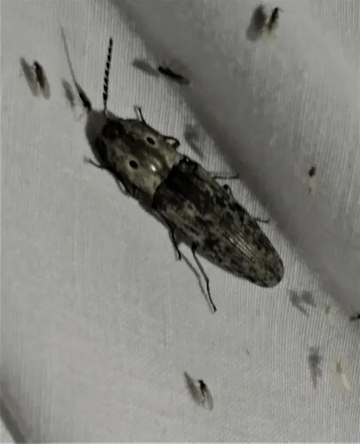 Small-eyed Click Beetle