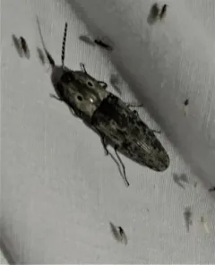 Small-eyed Click Beetle thumbnail 1
