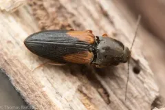 Cardiophorus edwardsi thumbnail 2