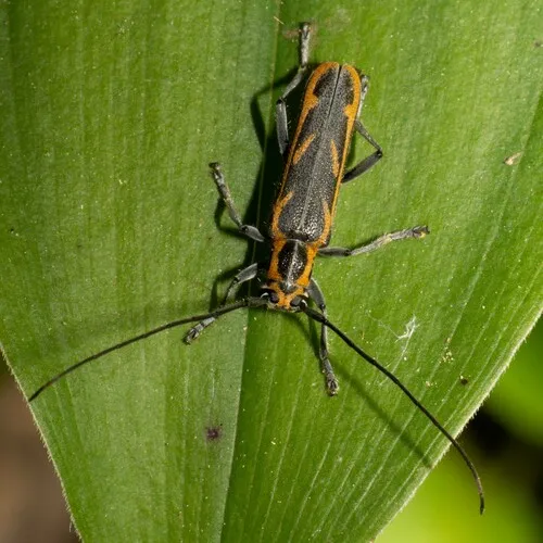 Oblique-banded Longhorn Beetle