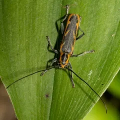 Oblique-banded Longhorn Beetle thumbnail 1