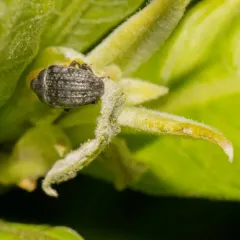 Milkweed Stem Weevil thumbnail 3