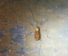 Tipula nobilis thumbnail 3