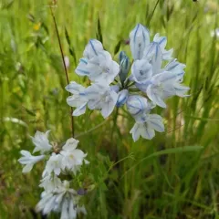 large-flowered triteleia thumbnail 2