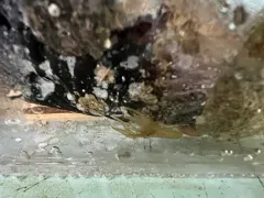Fuzzy Hooded Shrimp thumbnail 2