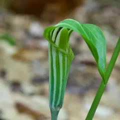 bog Jack-in-the-pulpit thumbnail 2
