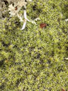 Dense Rock Moss thumbnail 2