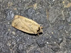 Parabagrotis formalis thumbnail 4