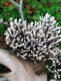Thelephora anthocephala thumbnail 4