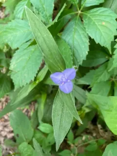 Zigzag Spiderwort thumbnail 3