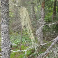 Methuselah's Beard Lichen thumbnail 2