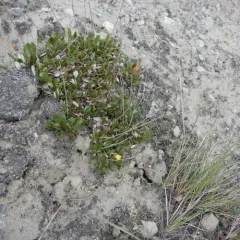 Yellow Mountain-avens thumbnail 2