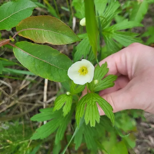 Snowdrop Anemone