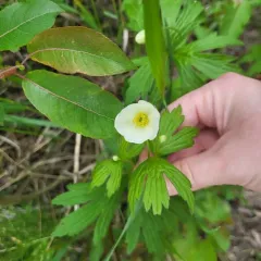 Snowdrop Anemone thumbnail 1
