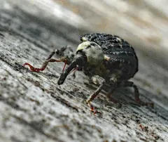 Common Figwort Weevil thumbnail 2