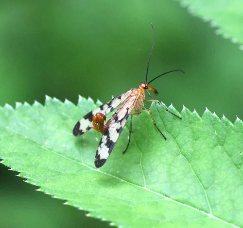 Hooded Scorpionfly