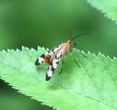 Hooded Scorpionfly thumbnail 1