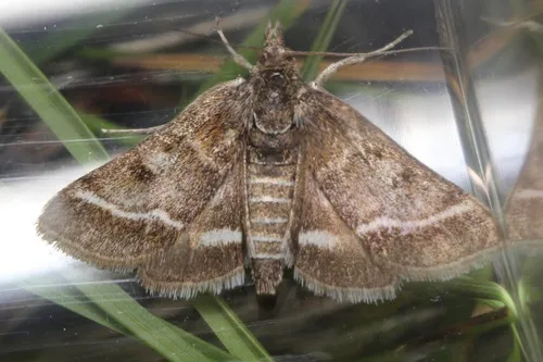Ostrinia marginalis