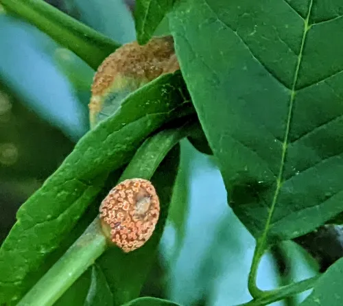 ash rust