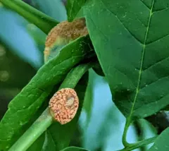 ash rust thumbnail 1