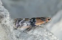 Poplar bud borer moth thumbnail 3