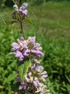 Tuberous Jerusalem sage thumbnail 1