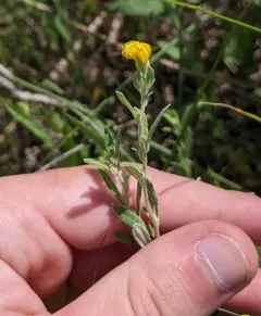 plains frostweed thumbnail 4