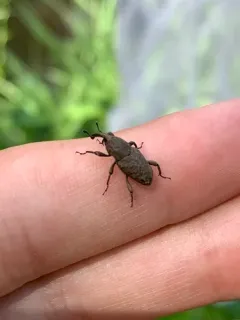 Southern Corn Billbug thumbnail 3