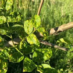 Ash Bead Gall Mite thumbnail 4