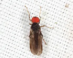 Syneches ater thumbnail 2