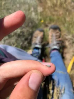 Tychius lineellus thumbnail 3