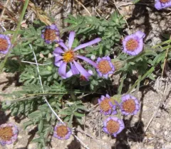 Lava Aster thumbnail 2