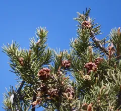 singleleaf pinyon thumbnail 3