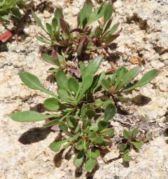 Low Beardtongue thumbnail 2