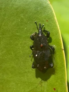 Southern Corn Billbug thumbnail 4