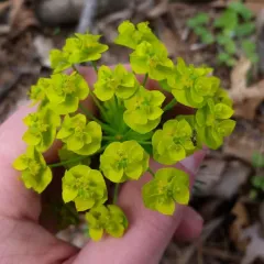 cypress spurge thumbnail 2
