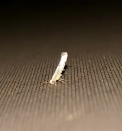 Speckled Argyresthia Moth thumbnail 4