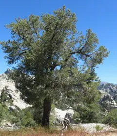 singleleaf pinyon thumbnail 4