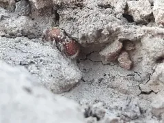 Odontophotopsis melicausa thumbnail 1