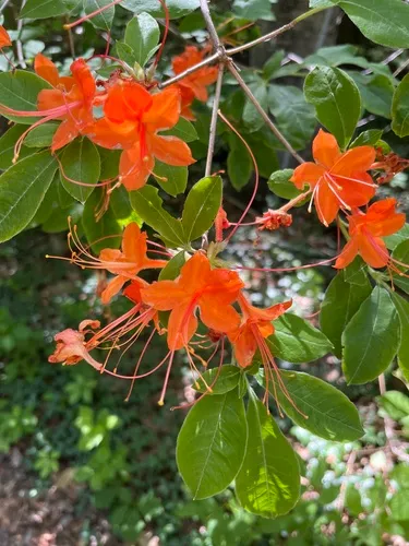 Flame Azalea