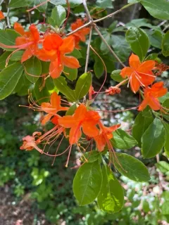 Flame Azalea thumbnail 1
