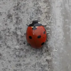Seven-spotted Lady Beetle thumbnail 4