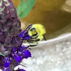 Van Dyke's Bumble Bee thumbnail 2