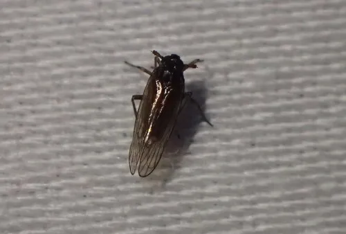 Isodelphax basivitta