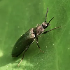 Eanus striatipennis thumbnail 3